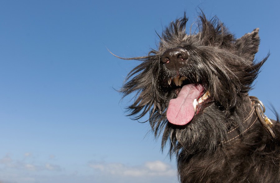 犬の毛を伸ばしっぱなしにするのは危険なこと？