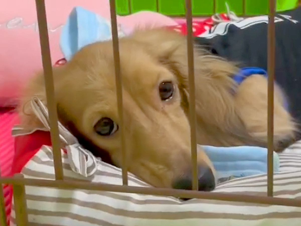 不安げな顔の元繁殖犬→帰宅のたびに様子を撮り続けた結果…思わず涙する『6ヶ月後の光景』が16万再生「全然表情が違う」「応援してる」と感動
