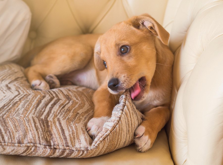 【0円で作れる】犬のおもちゃになる『日用品』４選