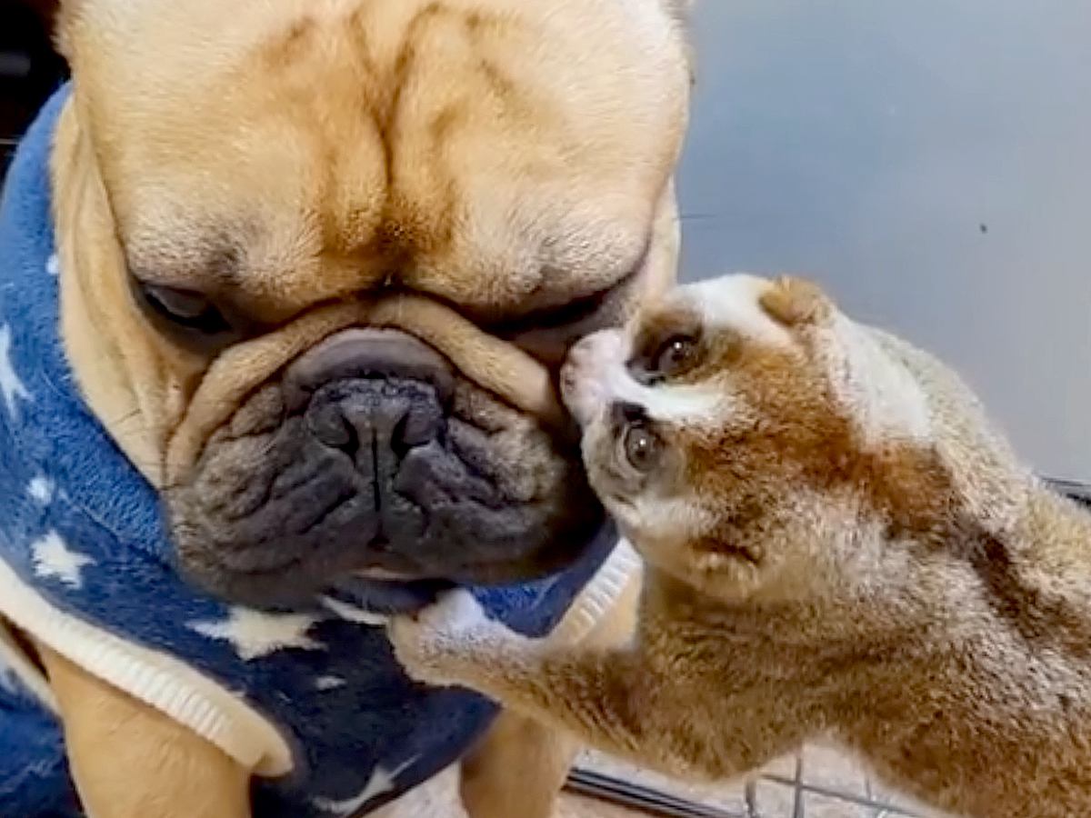 『スローロリスと犬』違う種族でも仲良しさが伝わる光景にほっこりが止まらない「優しいが溢れてる」「可愛すぎ」と39万再生