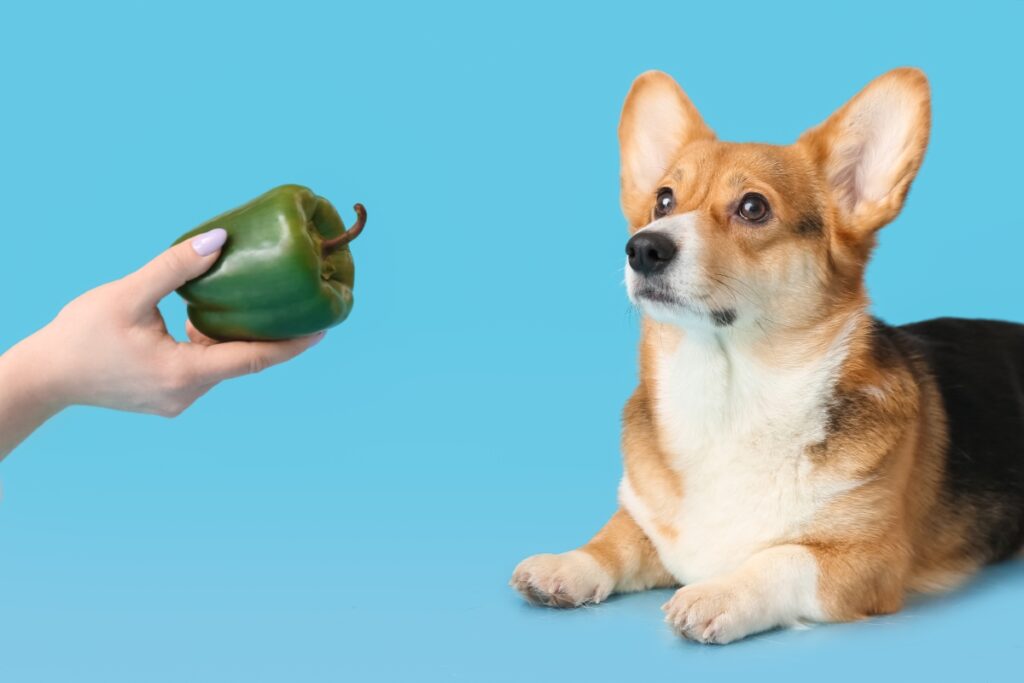 犬はピーマンを食べても大丈夫？安全な与え方、適量、注意点を解説