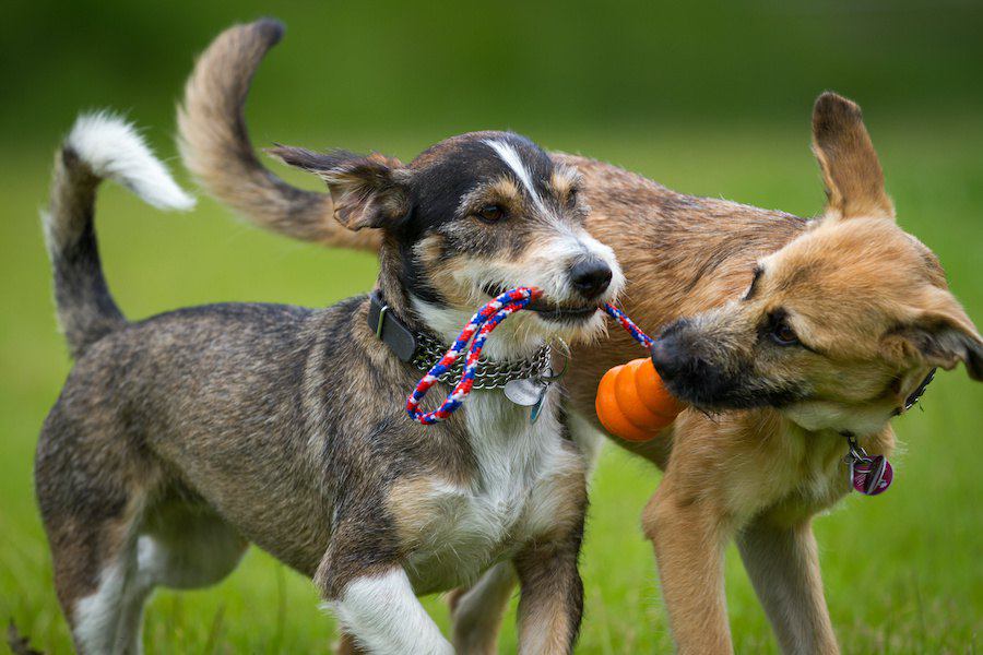 犬同士を遊ばせるときに飼い主が気をつけなければいけないこと