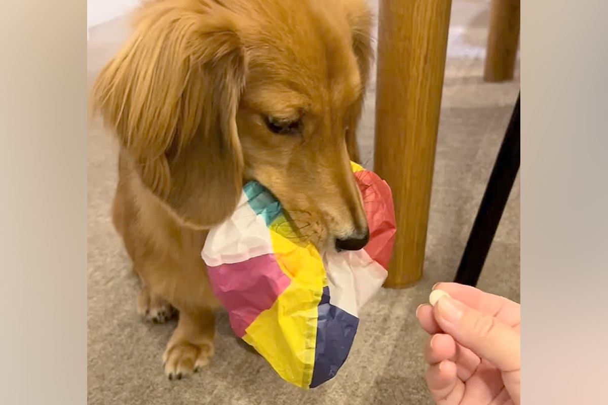 『紙風船』を絶対に渡したくない小型犬→おやつを交換条件に差し出してみたら…まさかの『ずる賢すぎる対策』に反響「思った以上に賢いｗ」