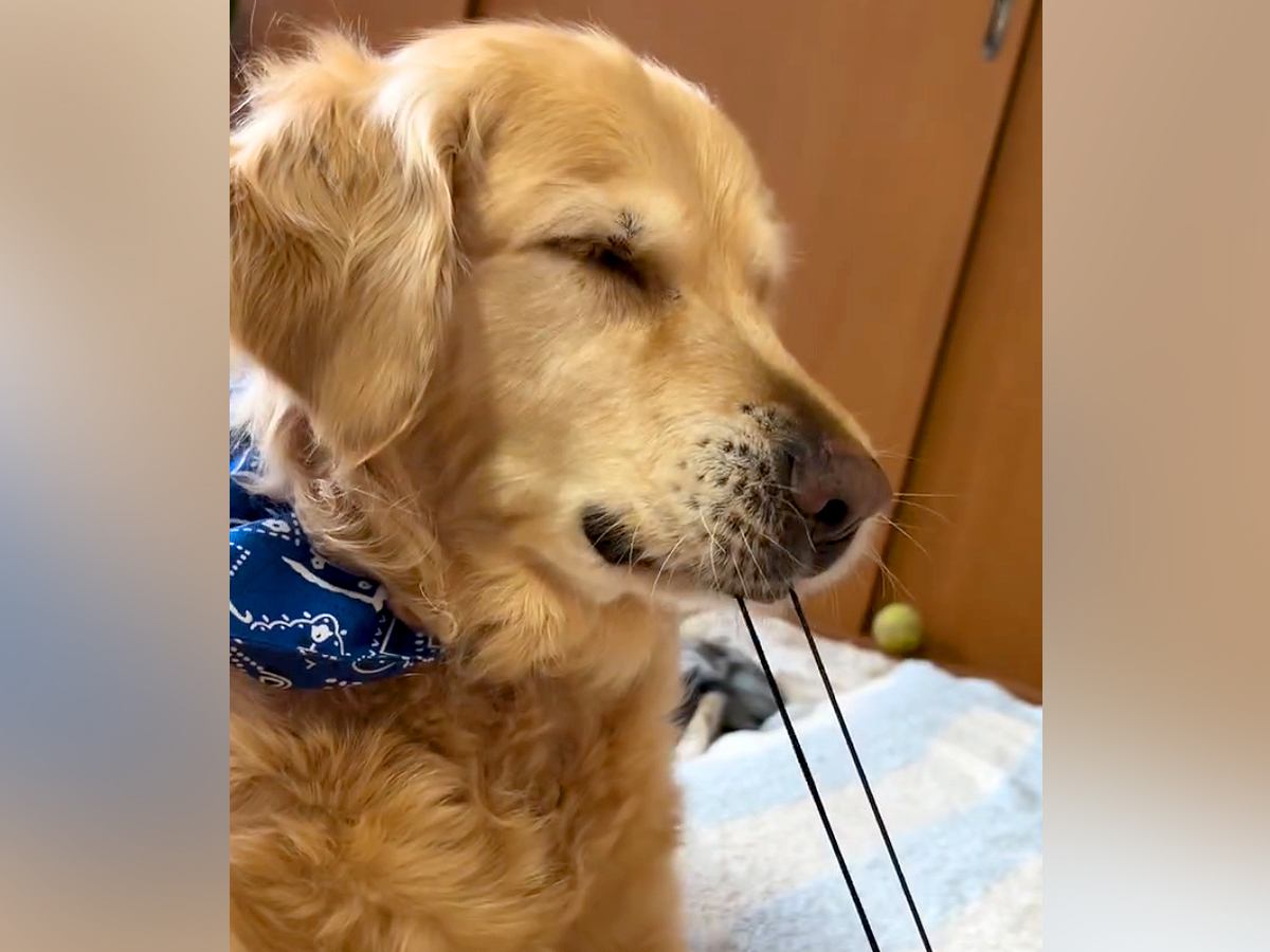髪ゴムを思いっきり引っ張る大型犬…可愛すぎる『人間と全く同じリアクション』をする光景が20万再生「無邪気でたまらんｗ」「笑った」と絶賛