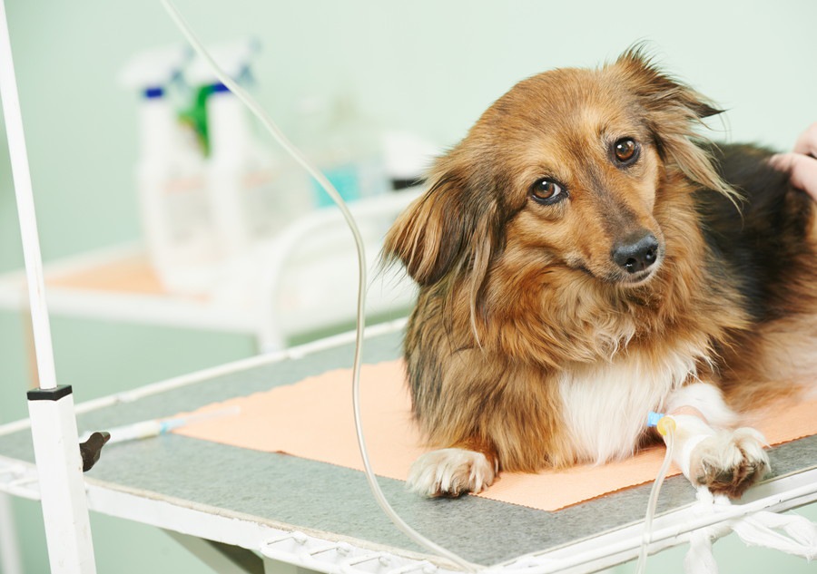 犬の年齢ごとに注意したい下痢の原因