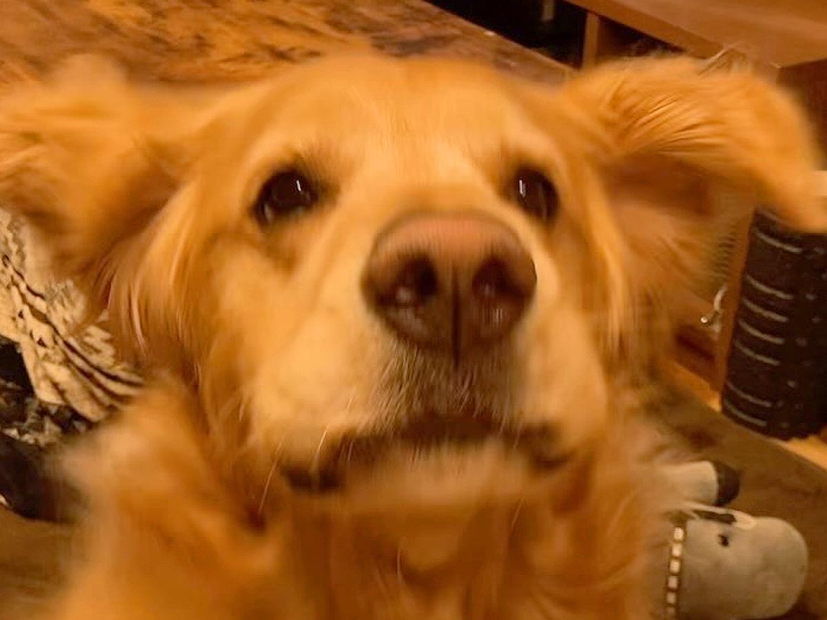 元気よく返事ができる大型犬→色々な質問をした結果…完全に言葉を理解している『可愛い様子』に「質問がいい」「もっといいね押したい」の声