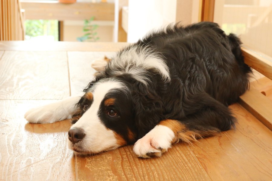 大型犬の人気犬種4選！飼うときの注意点とは