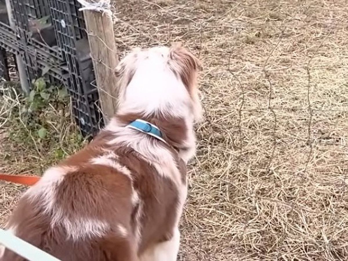 コミュ力が高すぎる犬と牧場へ→『ヒツジと仲良くなりたい』と挨拶したら…ちょっぴり切ない光景が10万再生「本能って凄いｗ」「ドン引きで草」