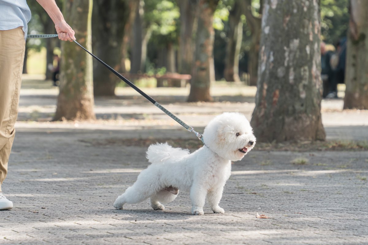 犬が散歩中『飼い主の前を歩く』心理５選　考えられる理由や愛犬がリードを引っ張るときの対処法まで