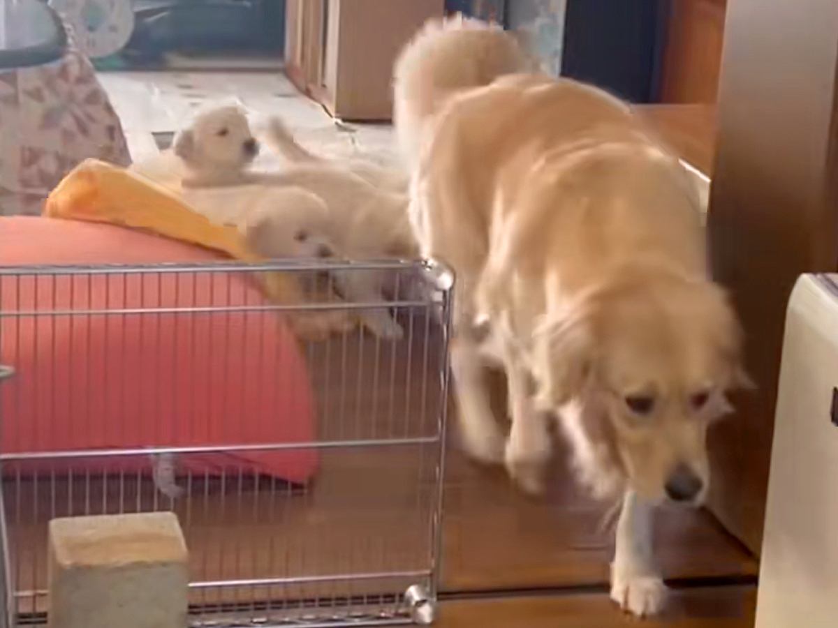 『カルガモの親子…？』母犬のうしろを一生懸命ついていく赤ちゃん犬たち→あまりにも可愛い光景が88万再生「お母さん大変ｗ」「なんて尊いの」