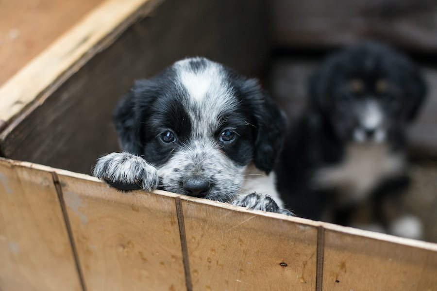 気を付けて！犬の『里親詐欺師』がやっている４つの手口