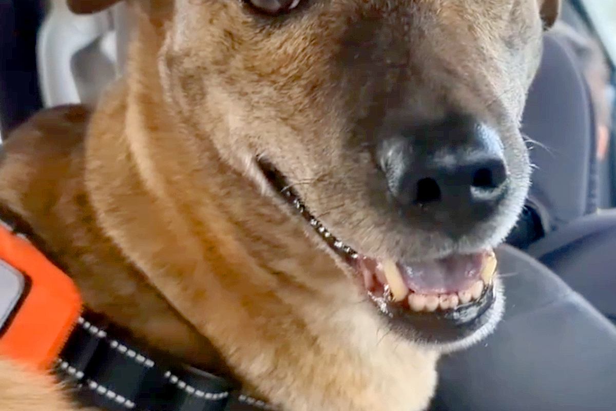 付き添いで病院にきた犬→『自分が診察を受けるんだ』と勘違いして…ビビりすぎて出た『表情と態度』に反響「パニックｗ」「可哀想だけど可愛い」
