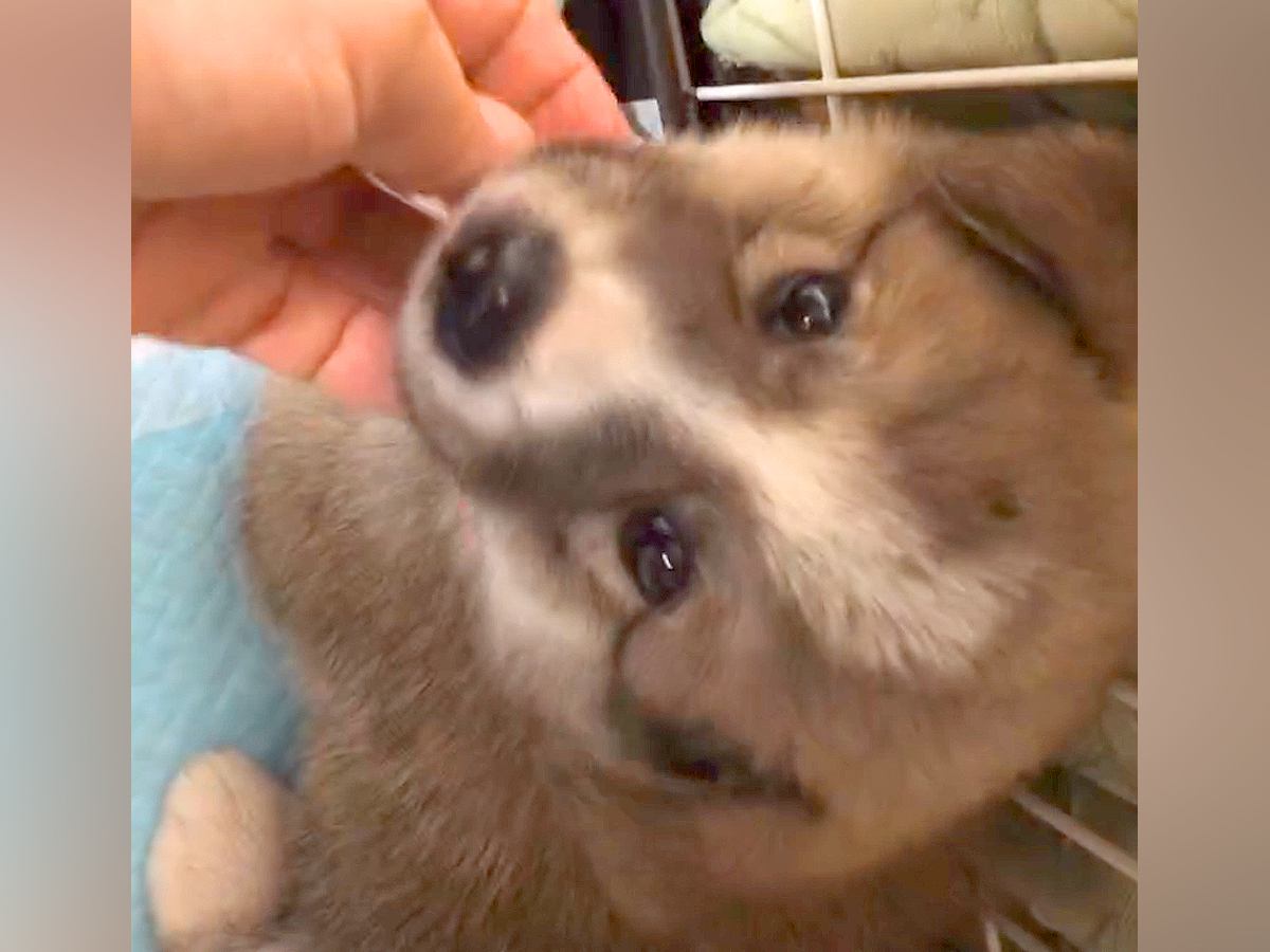 保護当初はご飯も食べなかった子犬→少しずつ心を開いて…10日後『完全に家族になった光景』に反響「出会えてよかった」5年が経った現在も