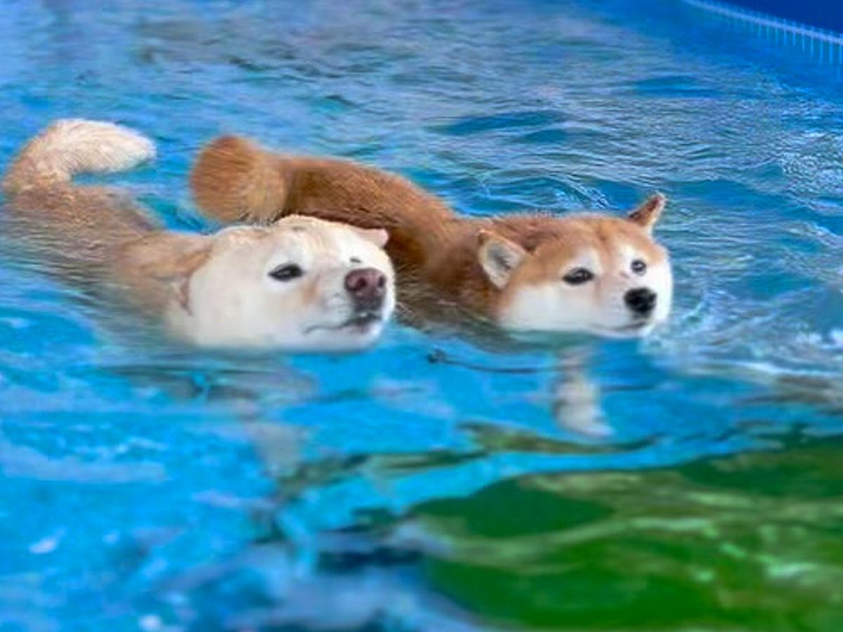 プールで同時に泳ぎをスタートした２匹の犬→同着かと思ったら…まさかの『不憫すぎる結末』が25万再生「困ったお顔ｗ」「何回も見ちゃった」