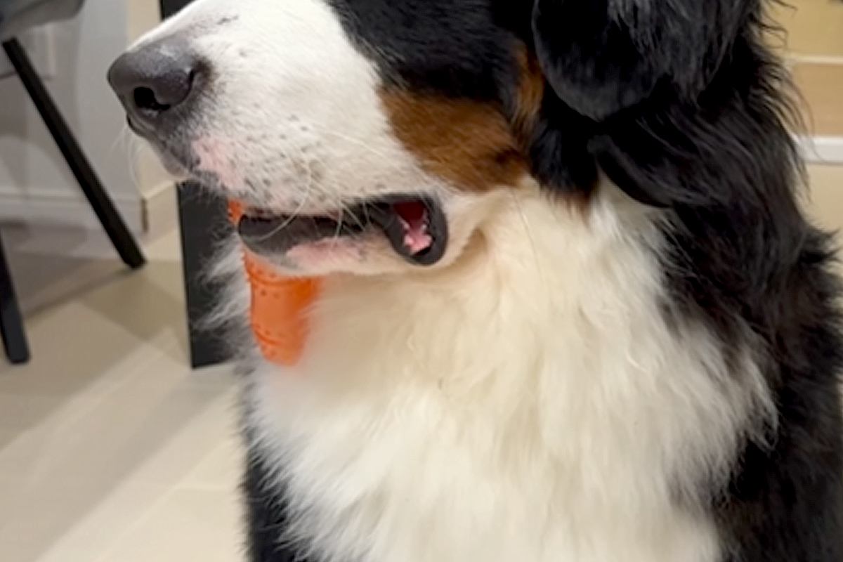 『パパの帰りが遅いな』と気付いた超大型犬→表情が一変して…家族想いな『健気すぎる光景』に反響「すべてが尊い…」「本当に感受性が豊かな子」