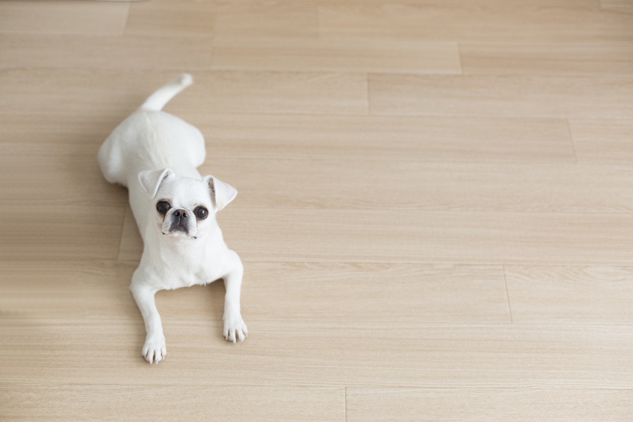 犬が遠くから飼い主を見ている時の心理4つ