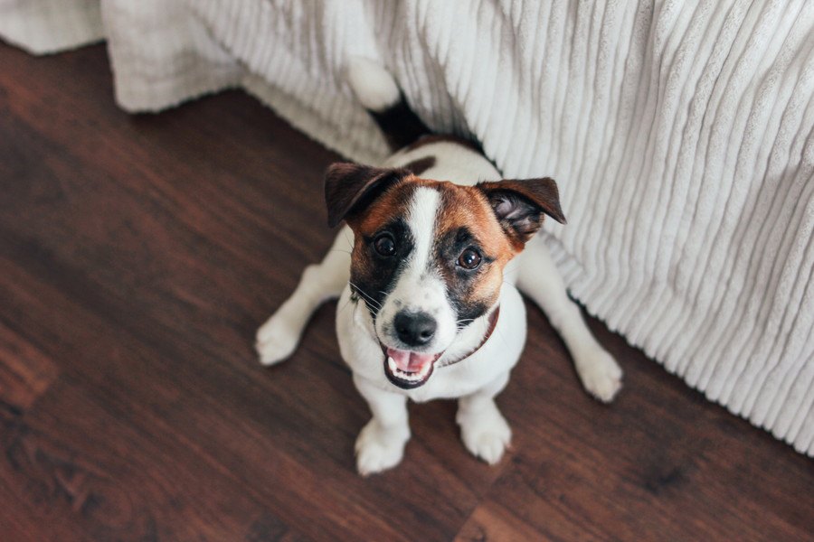 加熱式たばこもNG！犬のいる部屋でタバコを吸ってはいけない理由３つ