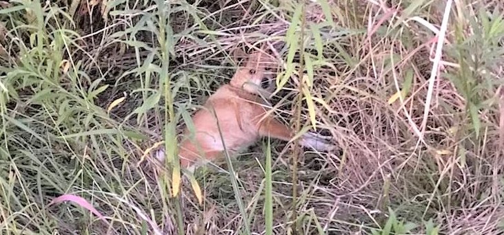 背骨骨折で茂みから動けなくなっていた犬に起きた奇跡