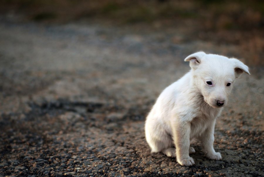 中途半端な気持ちで犬を飼った…その後に待つ犬の末路とは