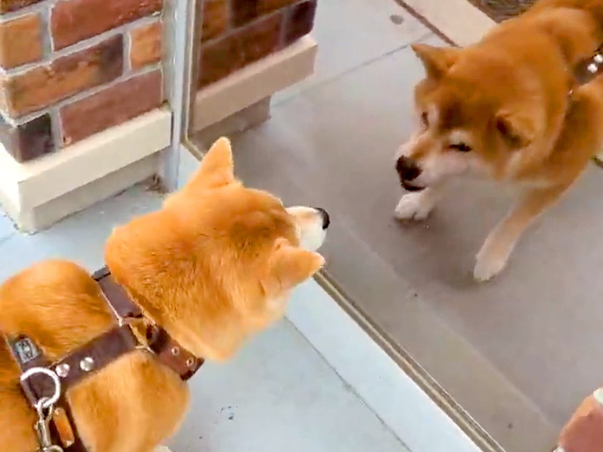 散歩中、鏡に映る自分を見た犬→勘違いをして…『まさかの行動』が10万表示「今日はこのくらいにしといてやるか…って去るの好きｗ」と爆笑