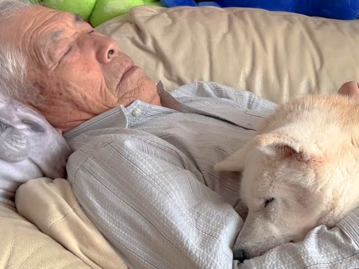 昼下がり、ソファで寝るおじいちゃん→16歳の老犬が添い寝をして…ずっと見ていたい『可愛すぎる光景』が3万再生「涙出る」「まったり感好き」