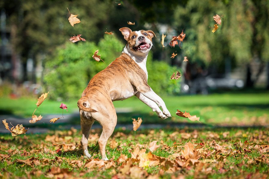 犬がジャンプをくり返す時の心理３選！やらせすぎると怪我に発展することも…？