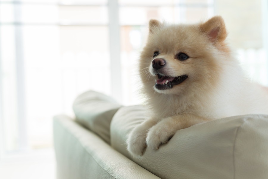 飼い主が好きすぎて起こる犬の行動4つ