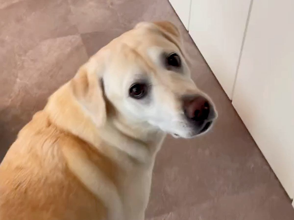 なぜか暇になるとトイレに行く大型犬→おしっこを見せつける『まさかの理由』が可愛すぎると111万再生「ウキウキｗ」「愛らしい」と絶賛の声