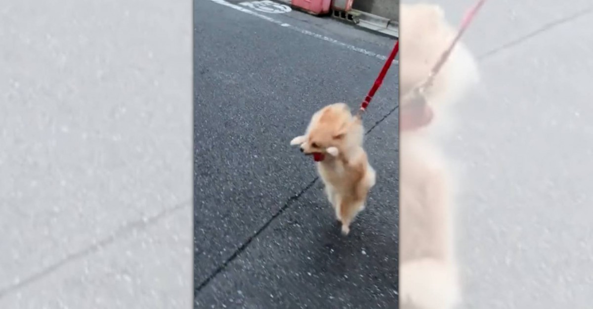 雨が上がってやっとお散歩出来る！喜びの舞が止まらないイッヌがSNSで話題！