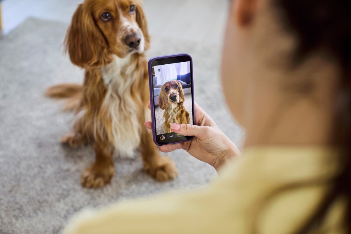 犬の飼い主がやりがちな『親バカ行為』4つ　過剰な甘やかしによって愛犬に与える悪影響とは？