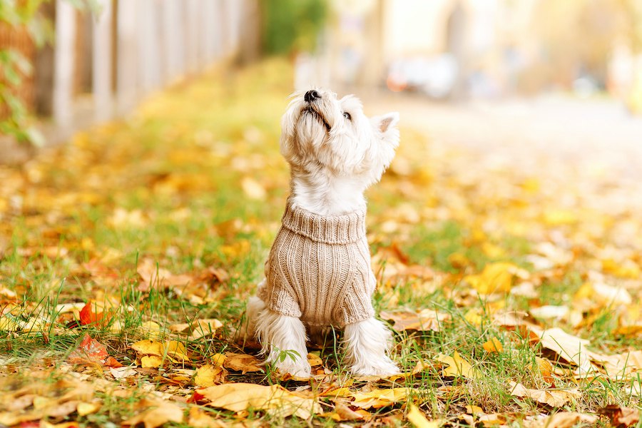 犬が服を着るのを嫌がっている時の仕草７つ