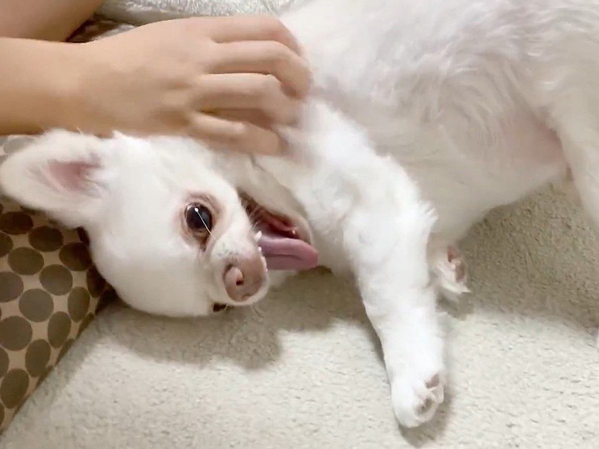 お姉ちゃんと遊びたい犬→途中で喧嘩になって…まさかの人間の子どものような行動が11万再生「家出（部屋出）ｗ」「こんな小学生いるよねｗ」