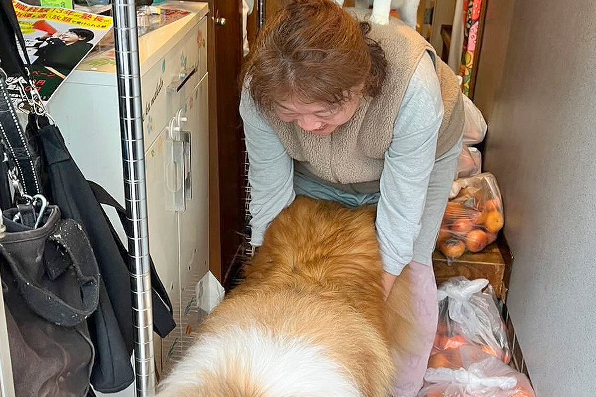 犬が外に出ないように抑えていたら、背中に違和感が…まさかの『ブレーメンの音楽隊』になる光景が20万表示「爆笑した」「可愛い世界すぎる」