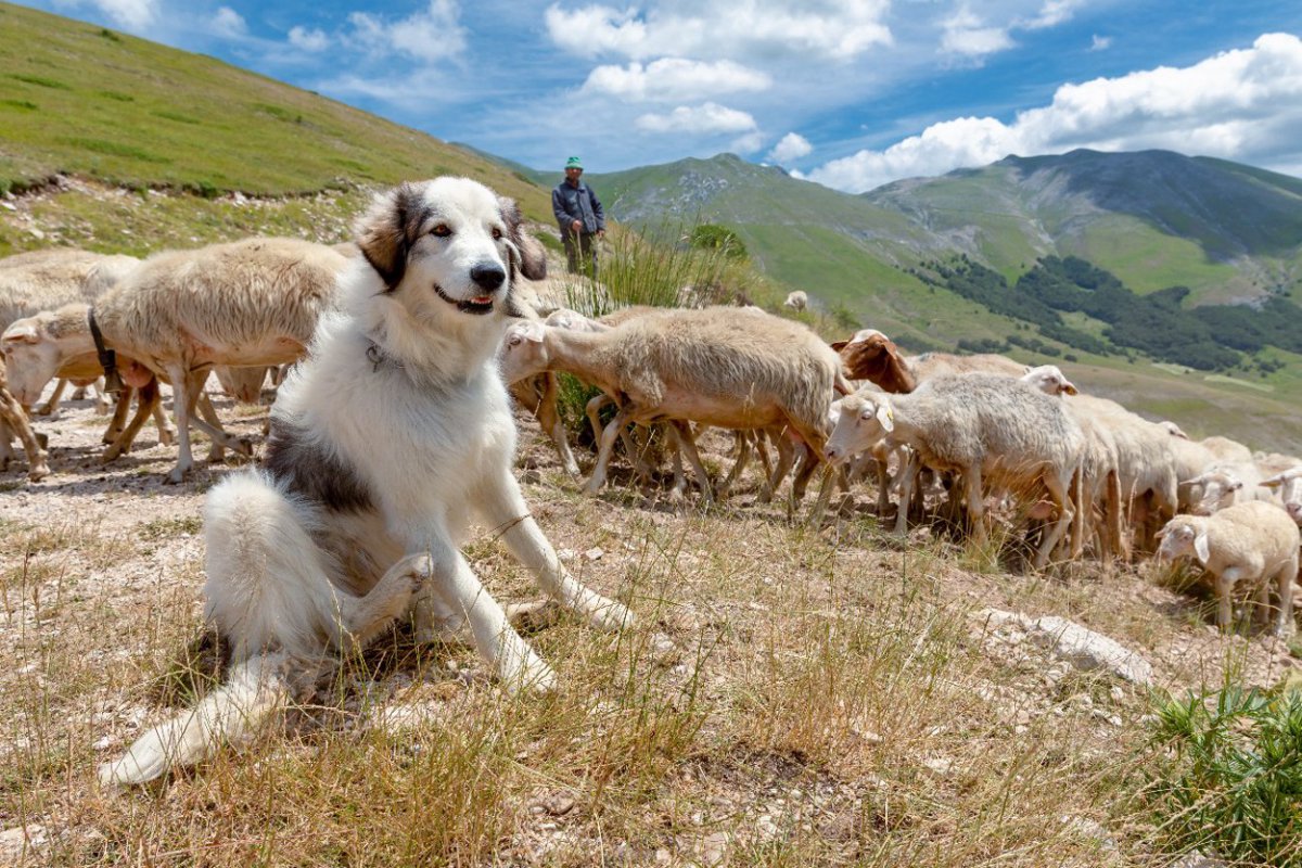 家畜番犬は捕食動物の行動をどのように変化させるかという研究結果