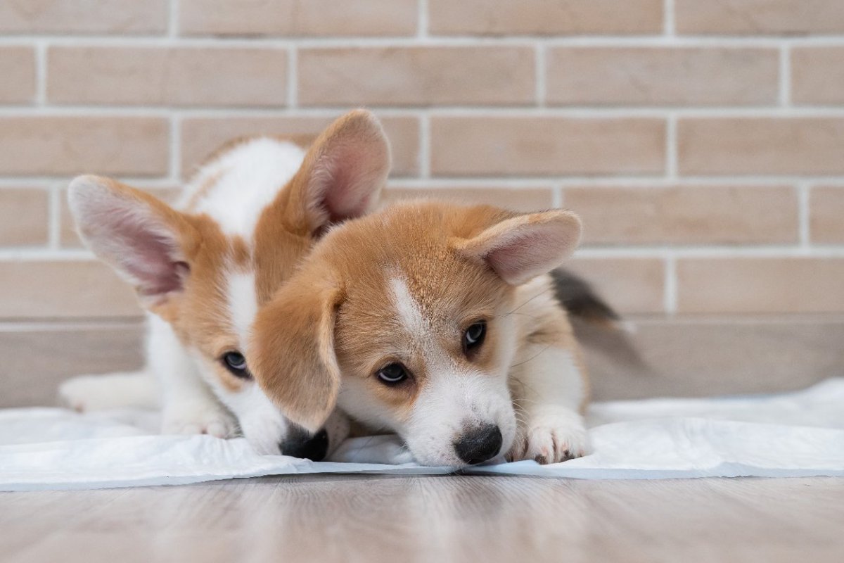 犬が『トイレの上に座る』心理5選　座り込んだまま動かない理由や正しいしつけの方法まで