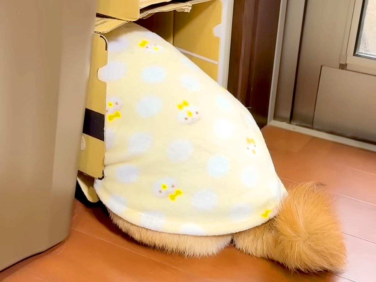 お薬が嫌いな犬→飲ませようとしたら『ダンボール』に隠れてしまい…壮絶な『ブチギレの攻防戦』が29万再生「危機察知能力ｗ」「吹いた」と爆笑