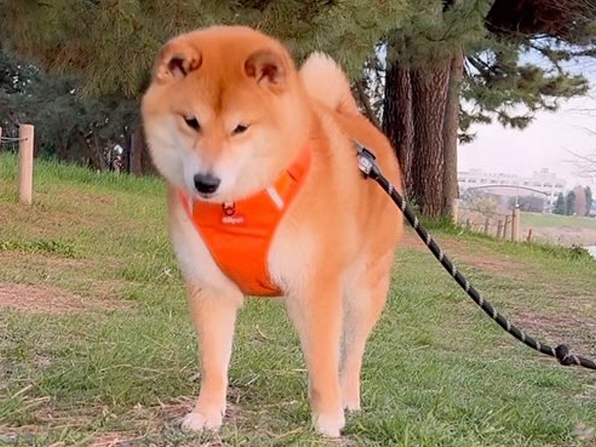 歩いている犬の前に『突然落ちてきた物』→意外すぎる反応が可愛いと78万再生「笑顔になってるの和む」「すごいタイミングｗ」と爆笑