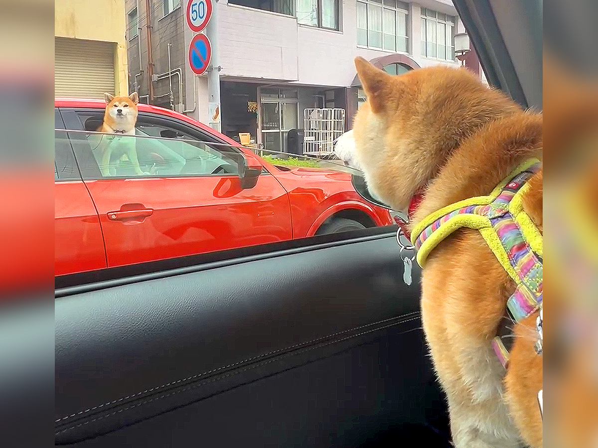 犬が『車で信号待ち』していたら…まさかの出会いと『恋に落ちる光景』が奇跡的だと244万再生「また会えるかな」「ロミオとジュリエット」