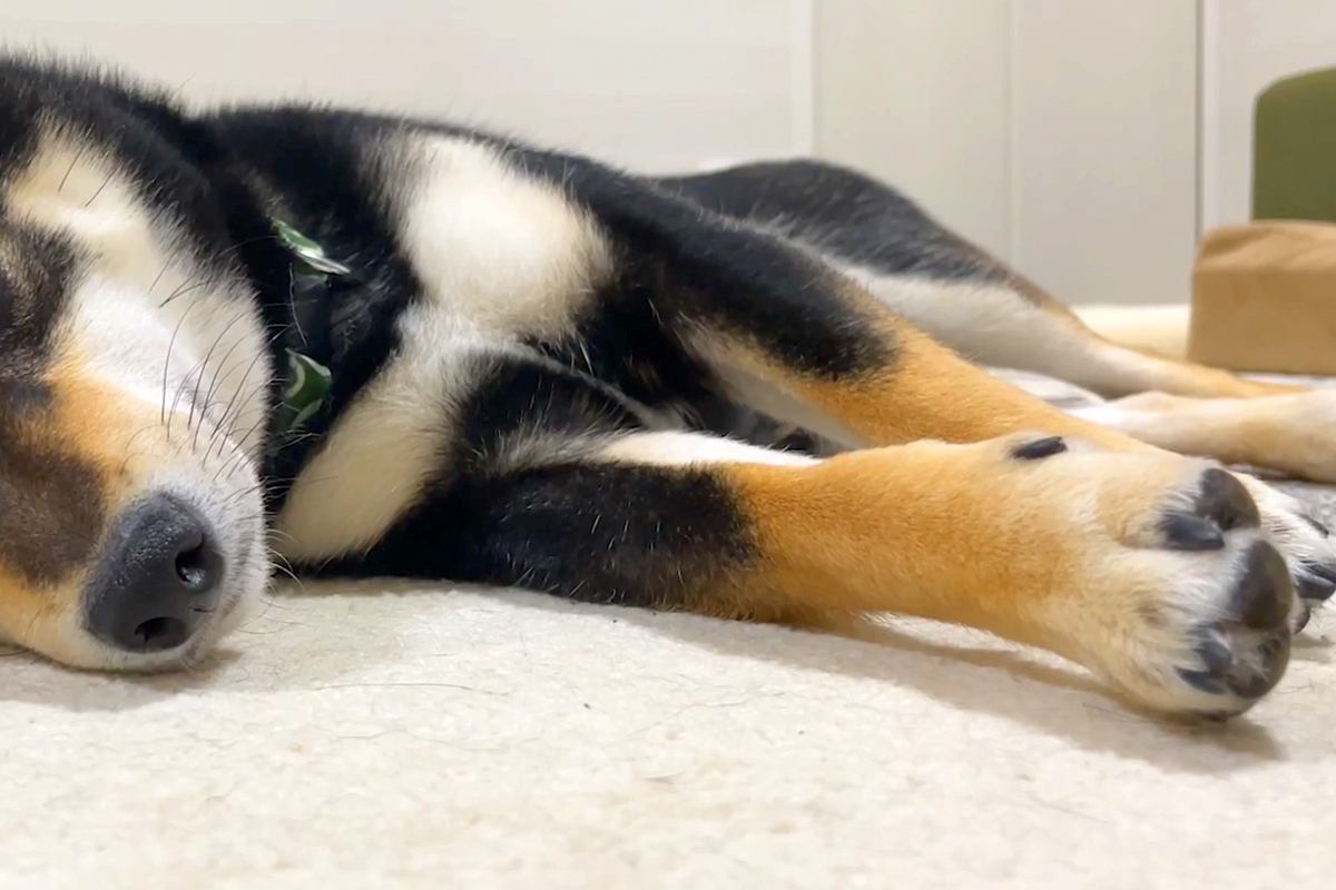 2日間、ママがいなくて『寂しい表情』になった犬→ご飯を食べても元気がなくて…微笑ましすぎる『再会の瞬間』に反響「大好きなのが伝わる」