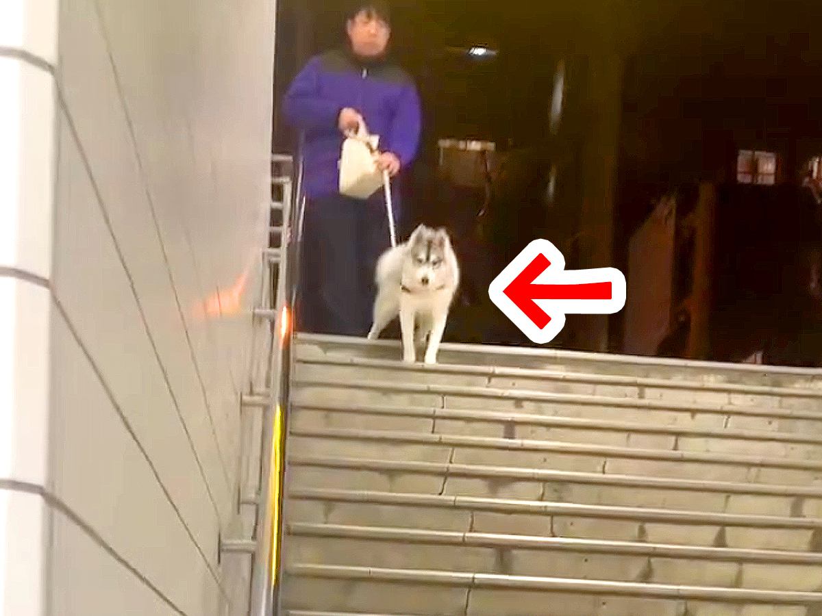 仕事帰り、駅まで迎えに来てもらった結果…大型犬が見せた『熱烈歓迎』が可愛すぎると32万再生「疲れ吹っ飛ぶ」「家族って素敵」と絶賛の声