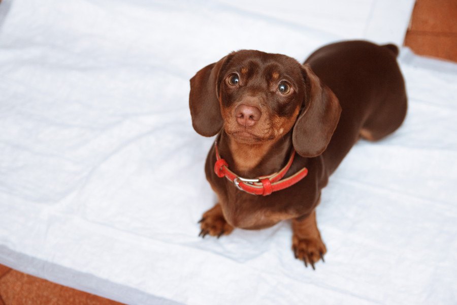 犬がウンチだけトイレ以外でする原因と対処法