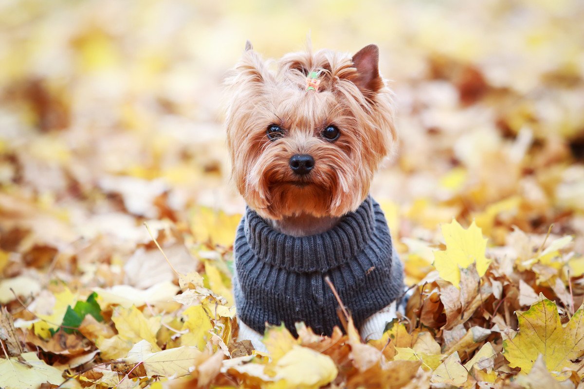 犬の体を温めるメリットとは？4つの効果と注意すべきポイント