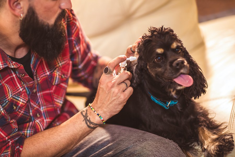 犬の耳掃除は本当に必要？しなくちゃいけない理由って？