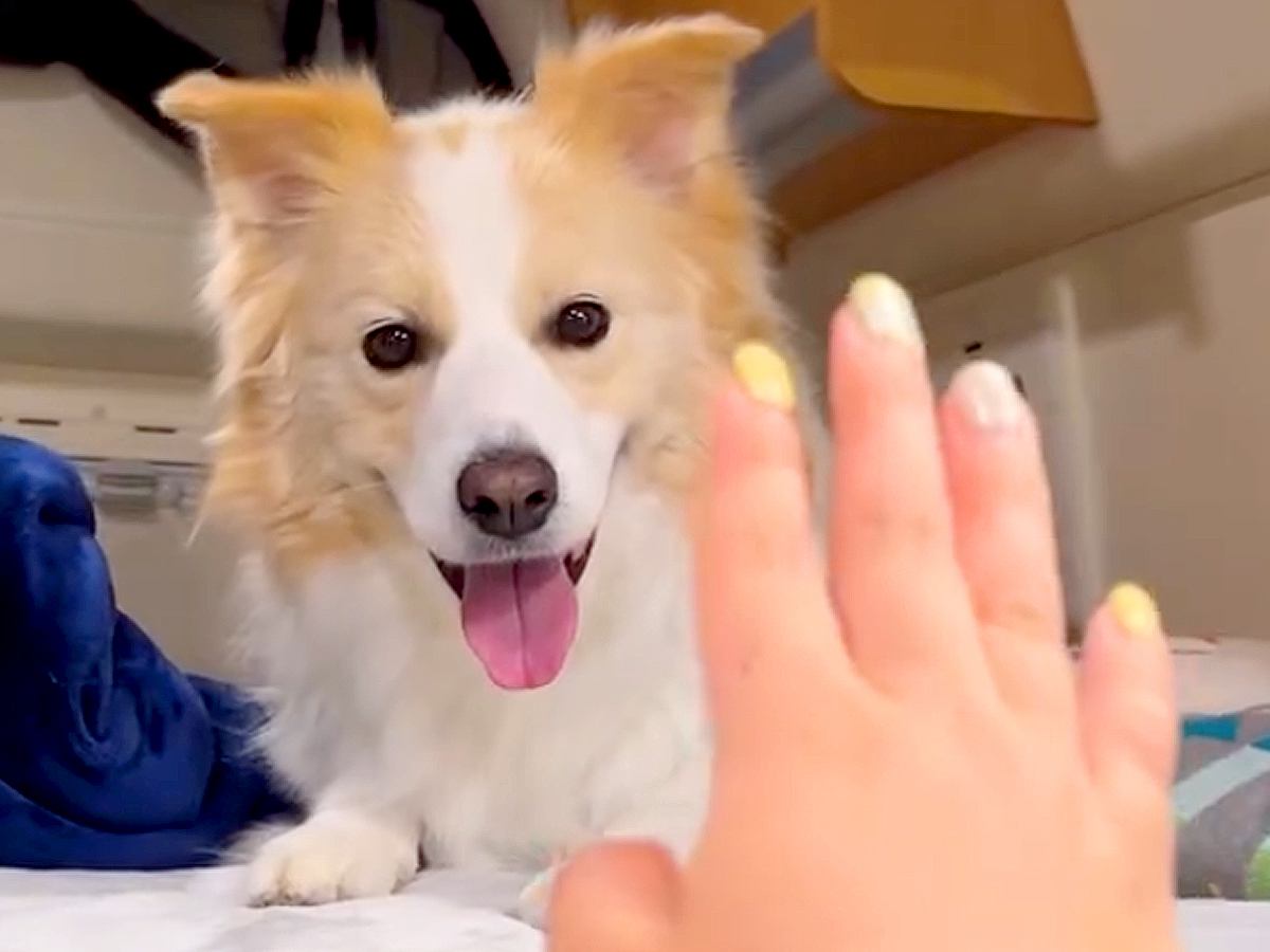 パパに脱毛テープをしようとしたら、犬が『どうしても見たい』と訴えてきて…剥がした瞬間に見せた『まさかの光景』が255万再生「可愛すぎｗ」