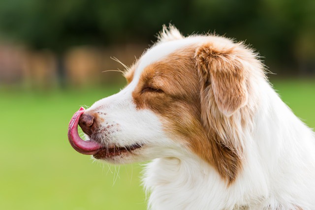 犬のカーミングシグナルを科学的に検証する