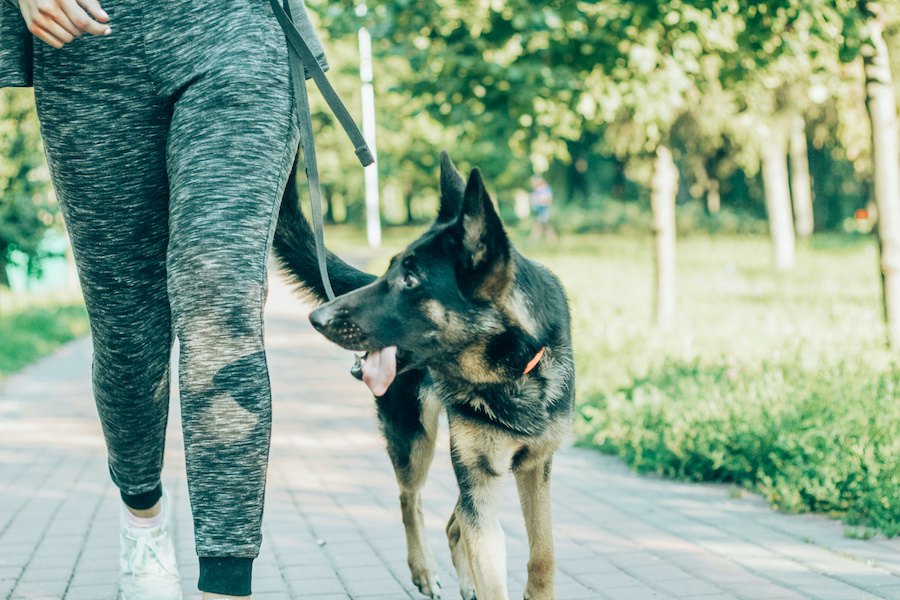 ドイツの「犬のための法案」には参考にしたい点が沢山あります