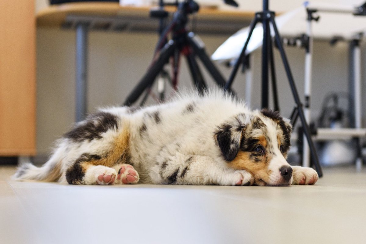 在宅勤務が終わる時、側にいなくて寂しいのは配偶者よりも犬！？