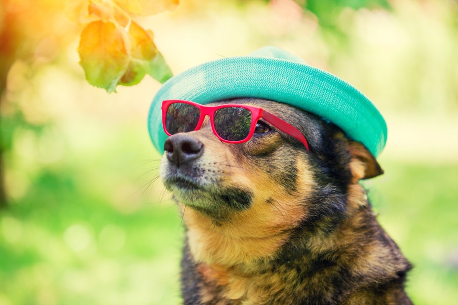 犬の紫外線対策はした方がいいの？