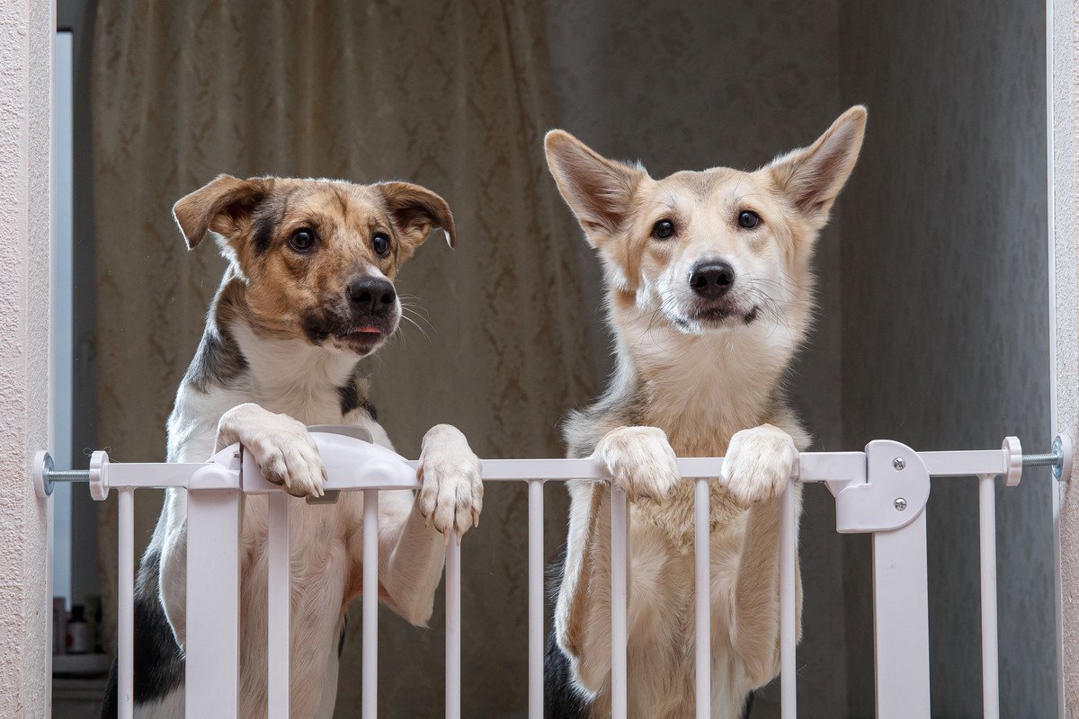 犬の留守番中、電気はつけるべき？テレビも付けておいた方がいいの？