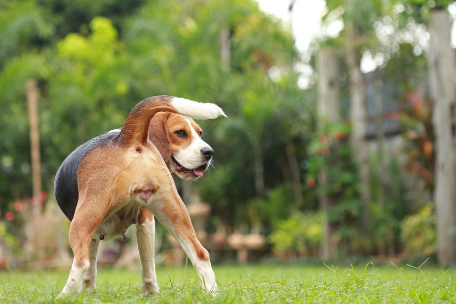 犬から本当に好かれているかを確認する５つの方法